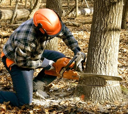 Tree Removal in Charlotte, TX